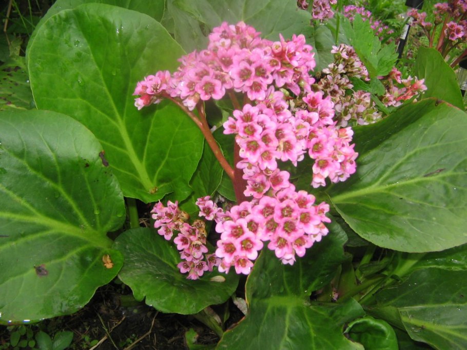 Бадан толстолистный (камнеломка)