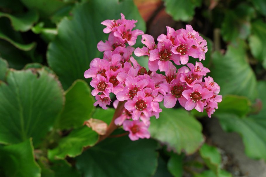 Бадан толстолистный листья