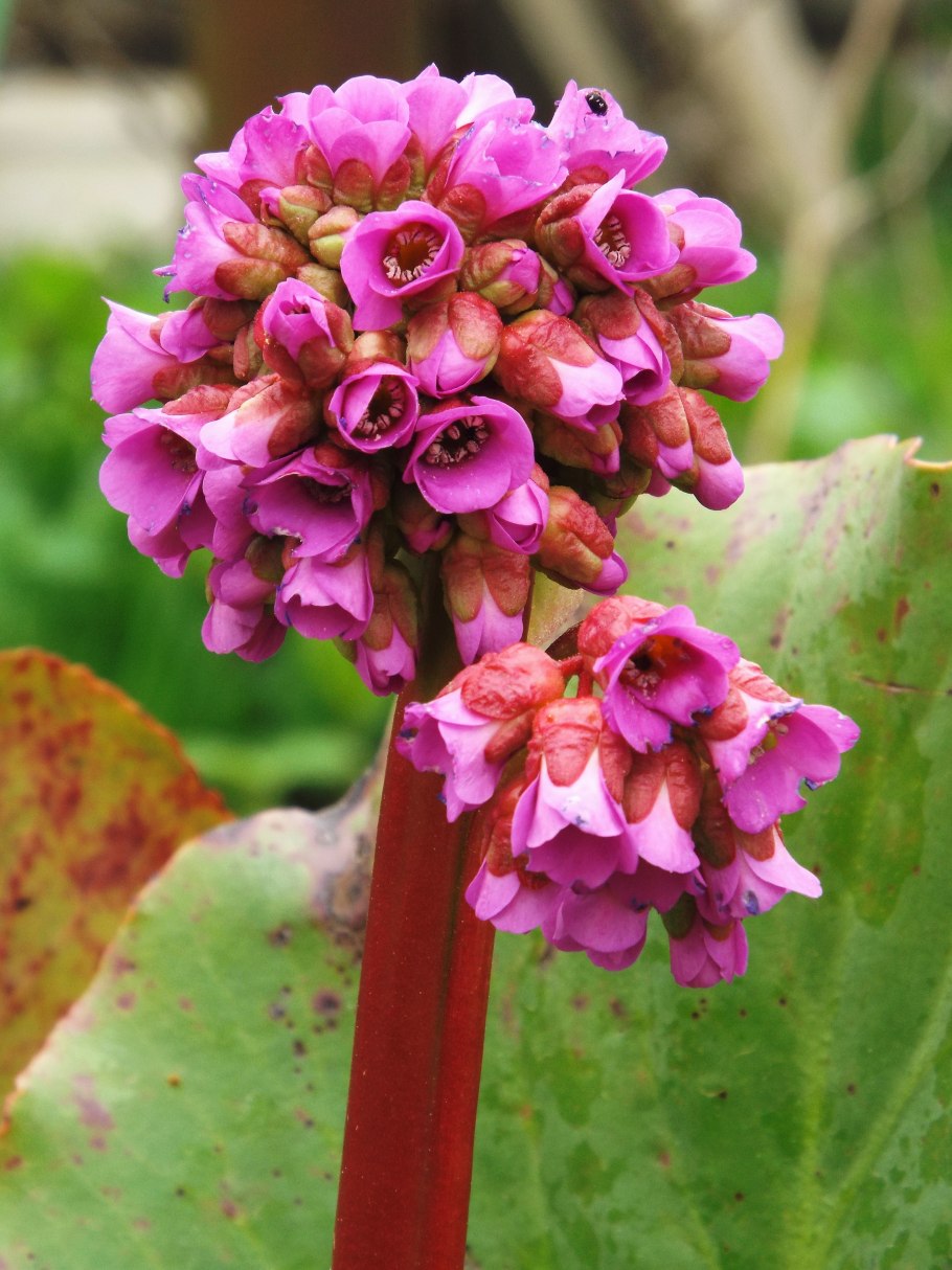 Бадан Бергения