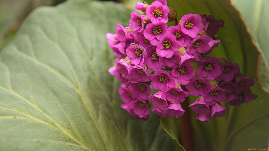 Бадан Bergenia crassifolia