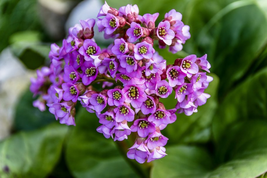 Бадан толстолистный Bergenia crassifolia