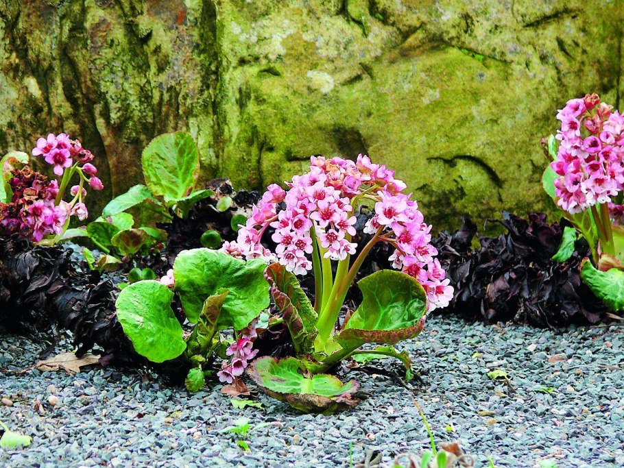 Бадан толстолистный (в. crassifolia)