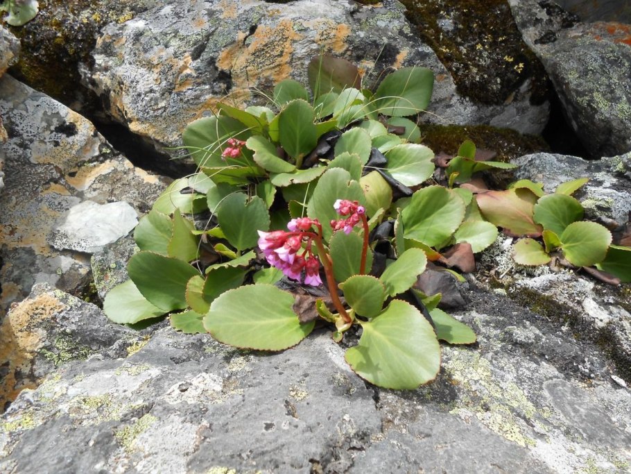 Листья бадана толстолистного