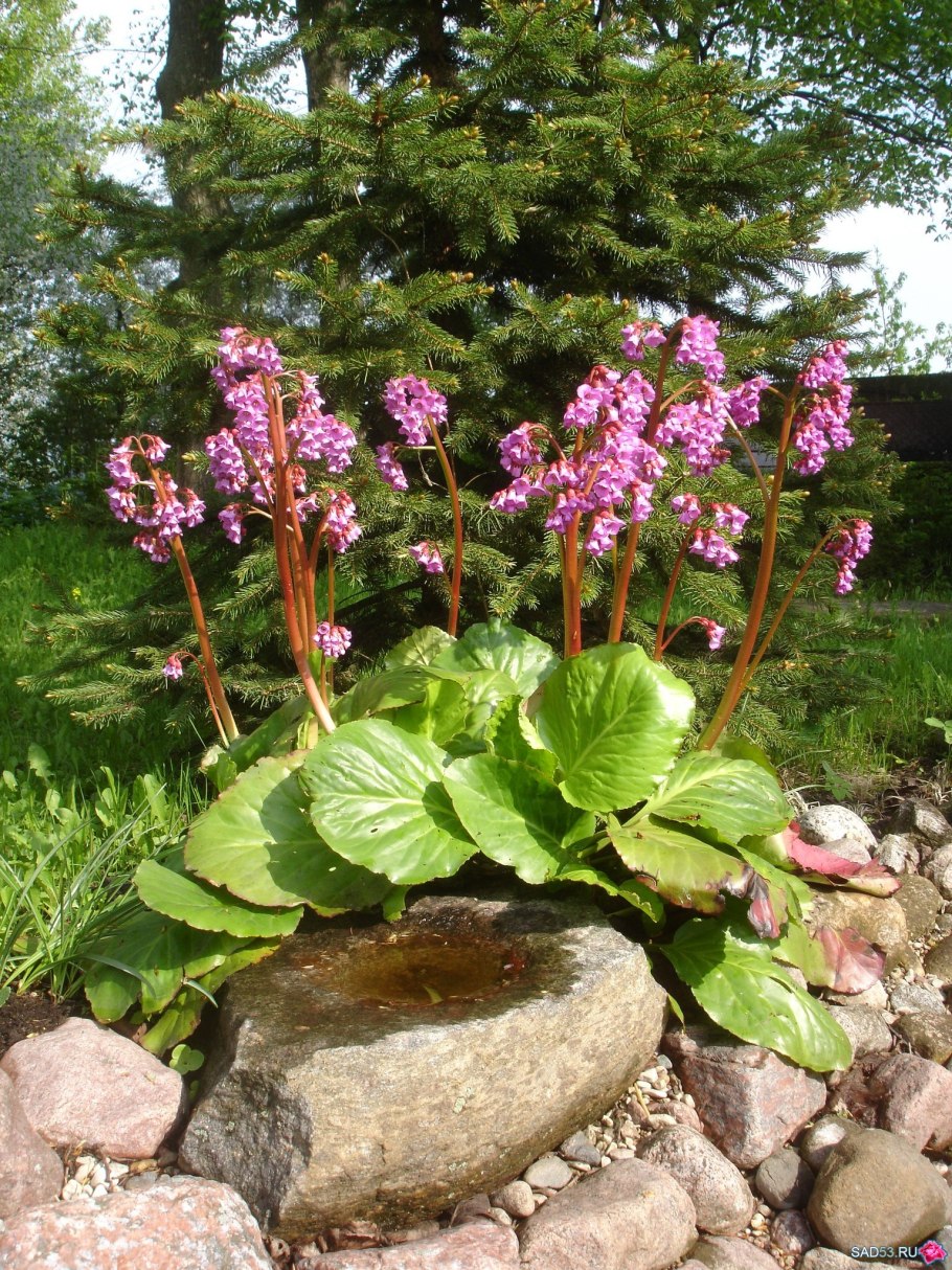 Растение бадан