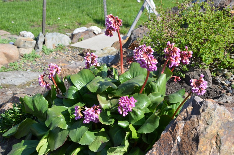 Бадан толстолистный листья