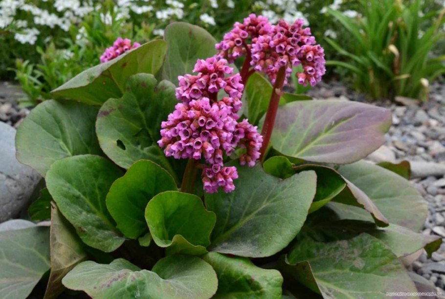 Бадан Abendglut