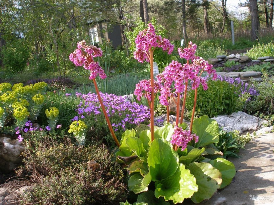 Бадан Bergenia cordifolia