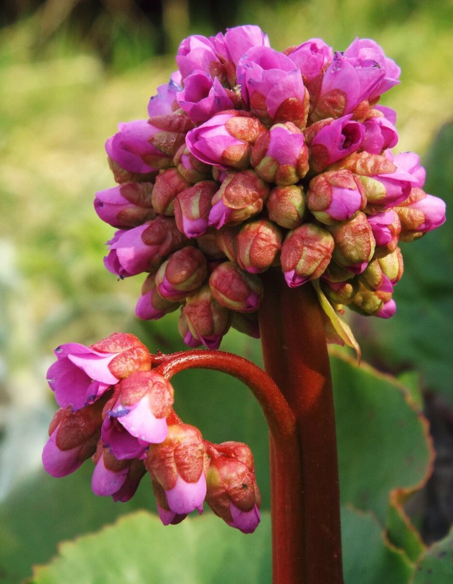 Бадан толстолистный Bergenia crassifolia
