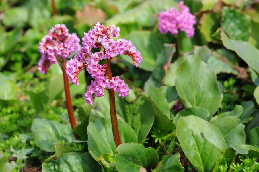 Бадан толстолистный Bergenia crassifolia