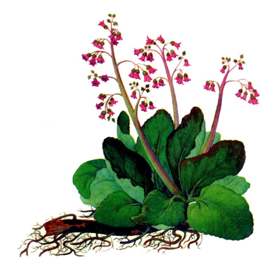 Бадан растение Алтай