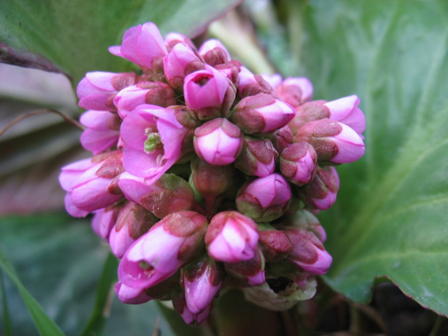 Бадан толстолистный Bergenia crassifolia