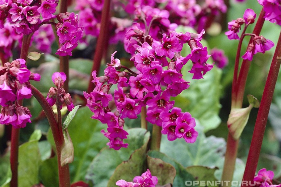 Бадан толстолистный (в. crassifolia)