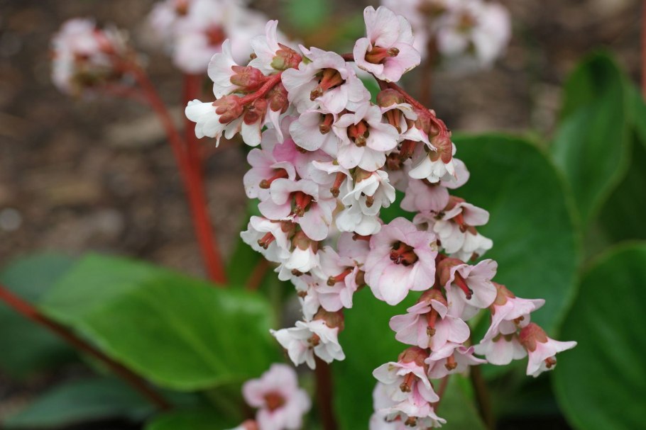Бадан толстолистный Бергения