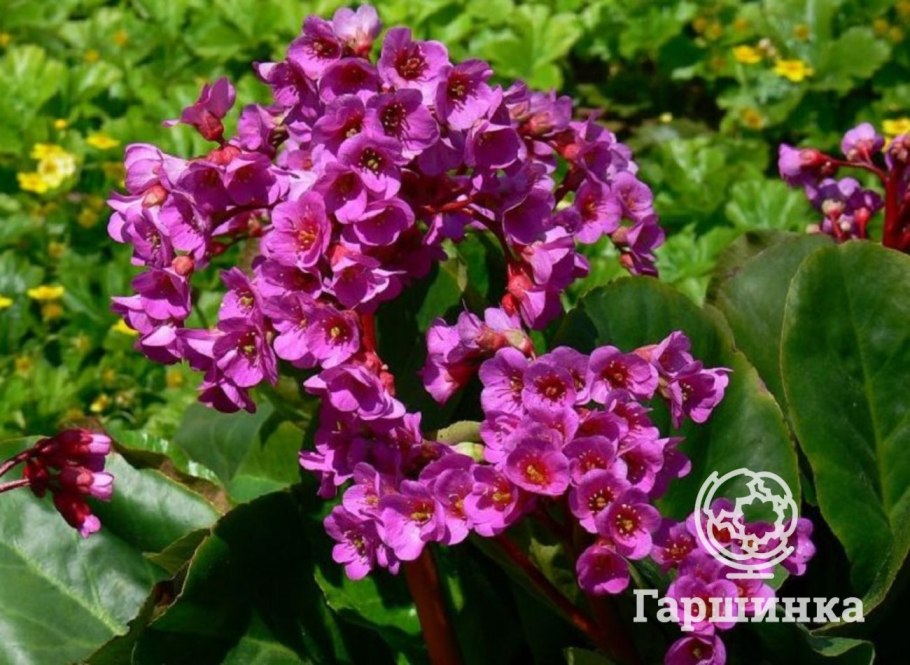 Бадан сердцелистный