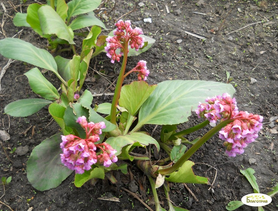 Bergenia crassifolia