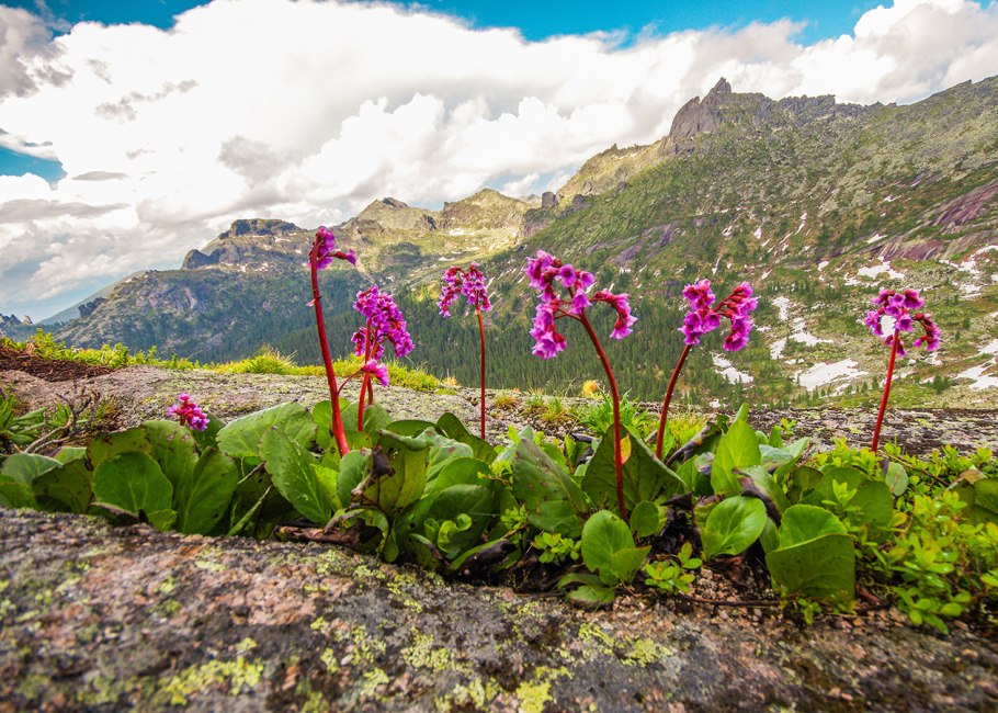 Бадан толстолистный (в. crassifolia)