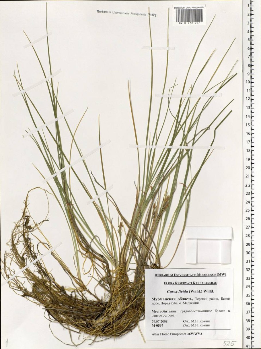 Осока свинцовая