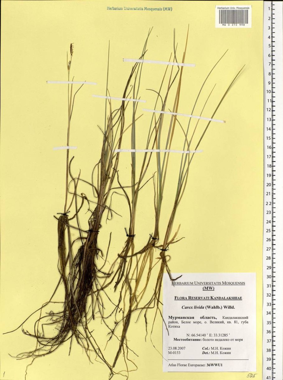 Осока свинцовая
