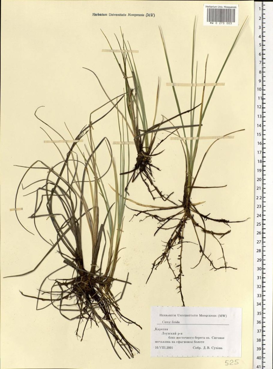 Осока рыхлая и свинцово-зеленая