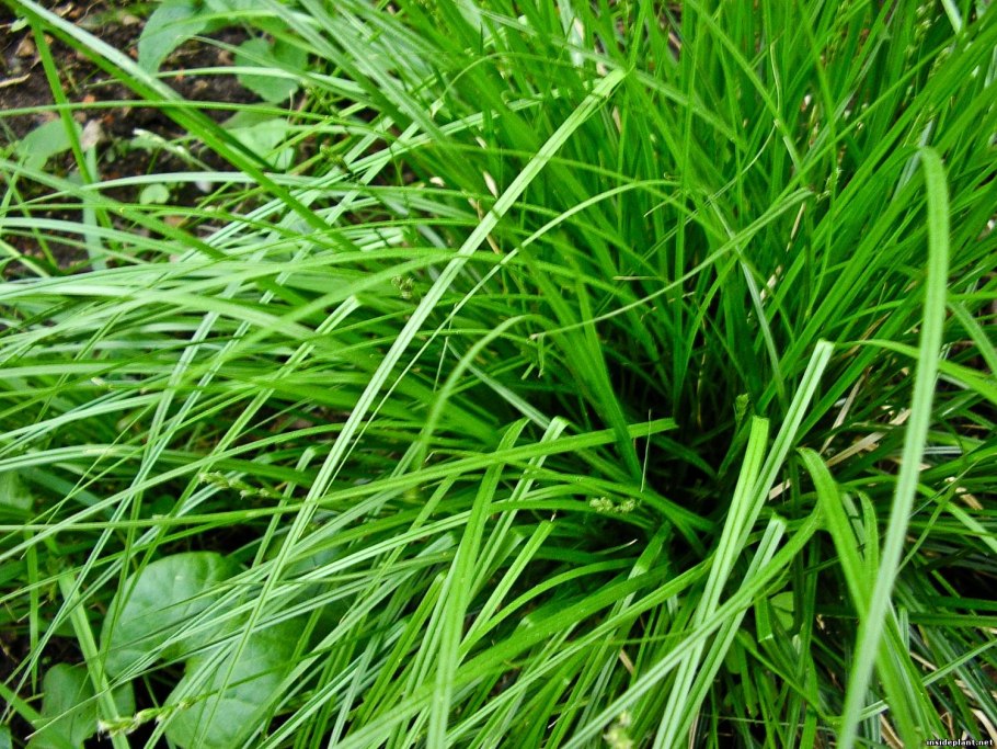 Осока вздутоносая