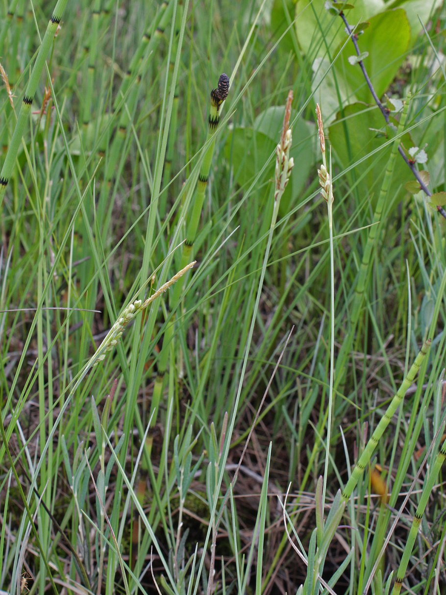 Камышовничек Осоковые