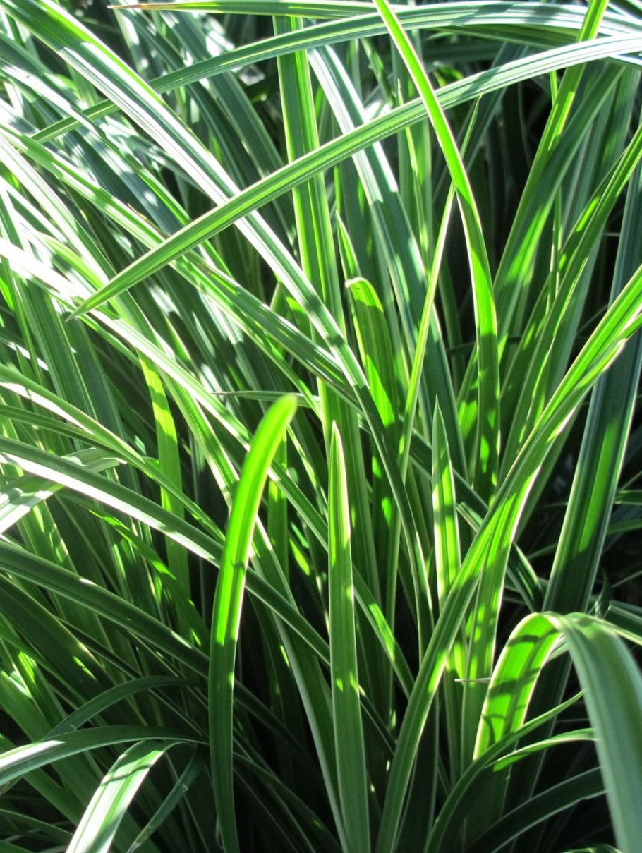 Carex oshimensis 'evergold'