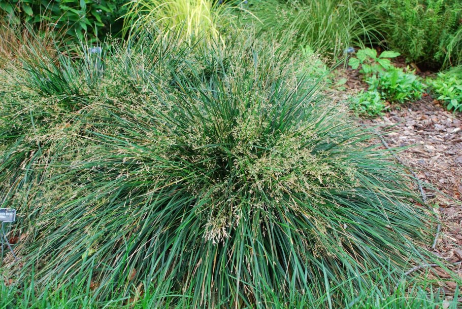 Осока сеслерия