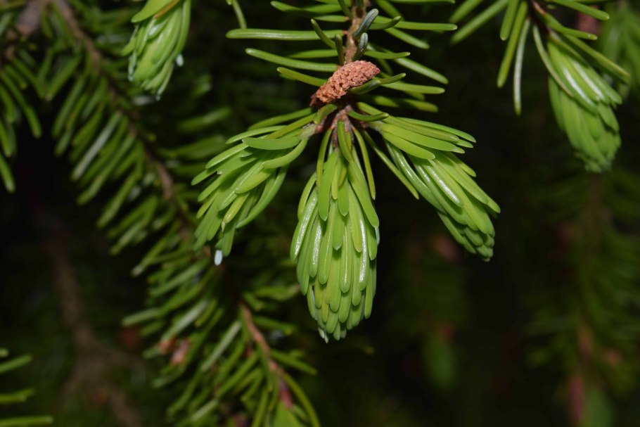 Голосеменные хвойные сосновые