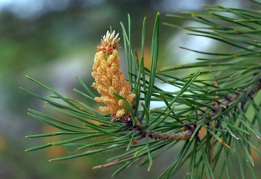 Сосна Кедровая микростробилы