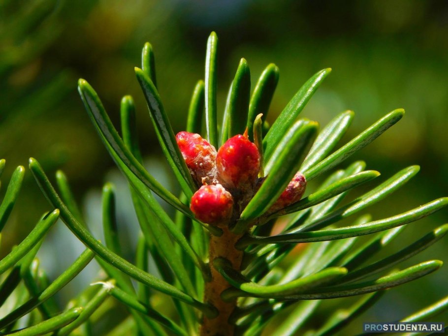 Голосеменные хвойные