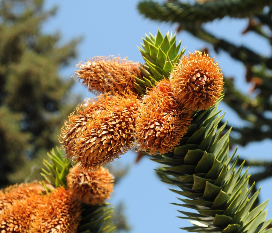 Araucaria araucana