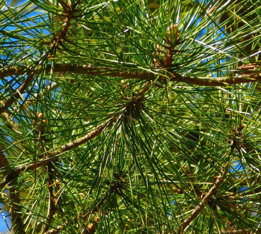 Сосна голосеменное растение