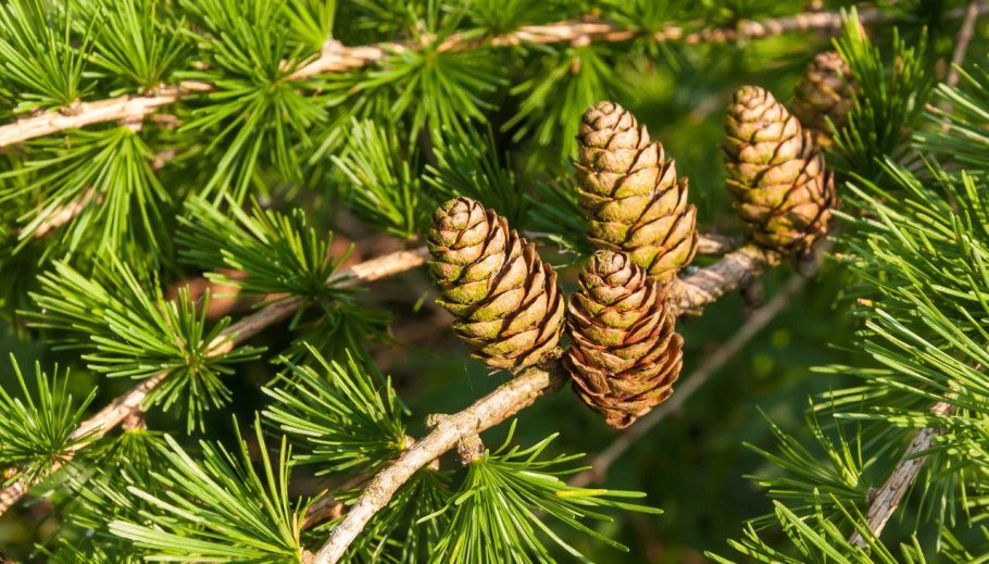 Ель сосна кедр пихта