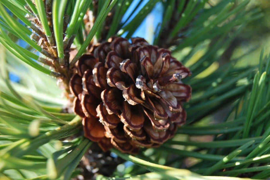 Pinus albicaulis