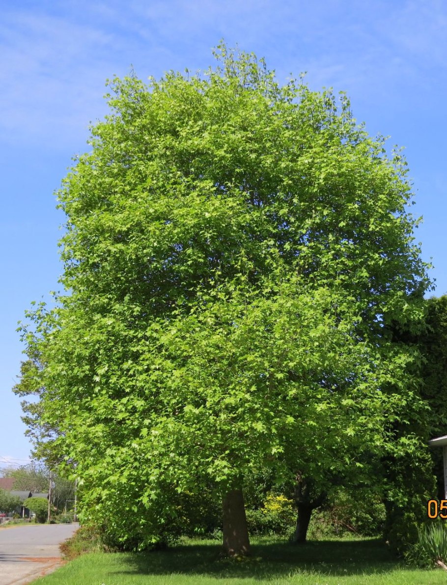 Липа мелколистная tilia cordata