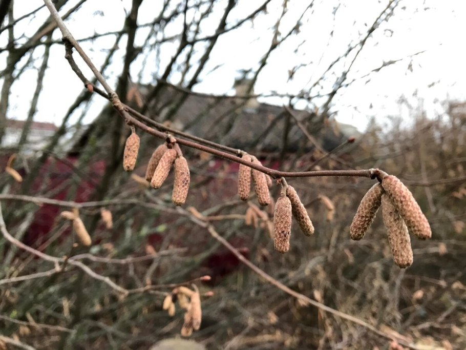Сережка ольховая