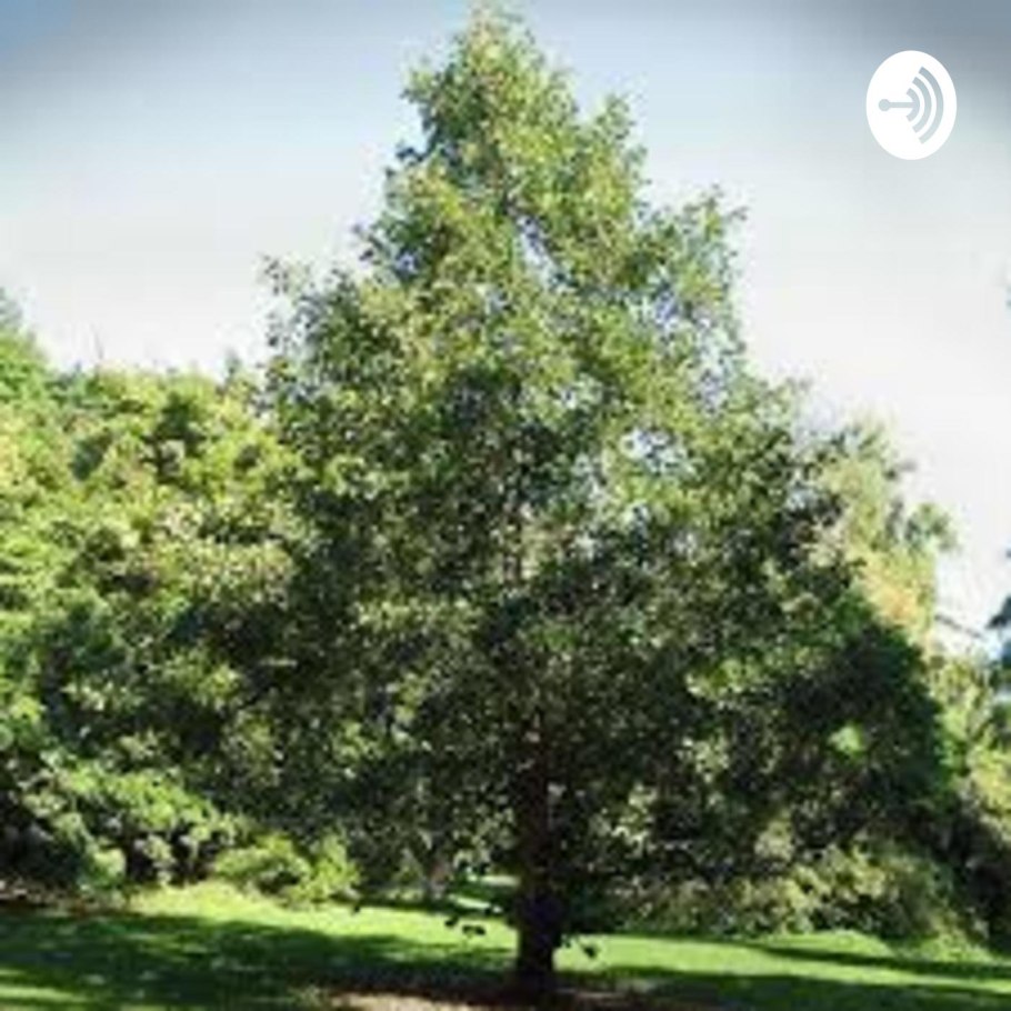 Ольха пушистая (Alnus hirsuta)