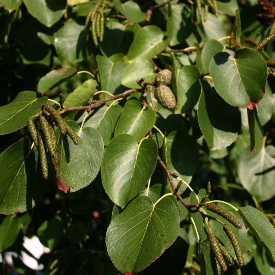 Ольха Приморская