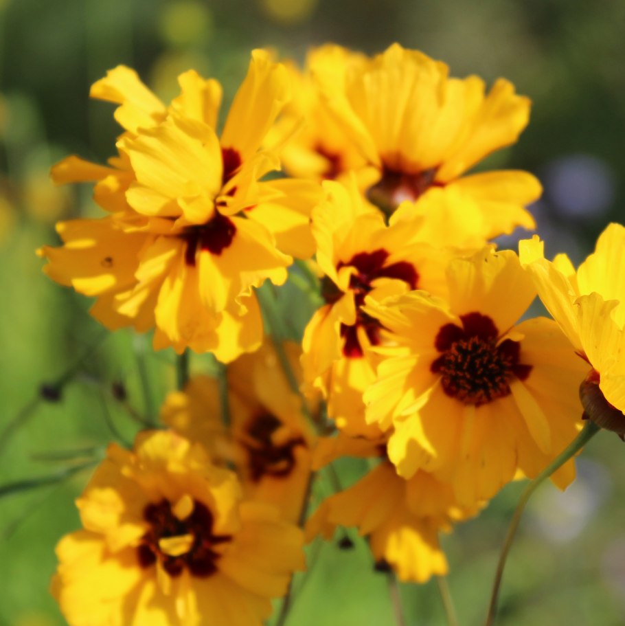 Кореопсис рулетте