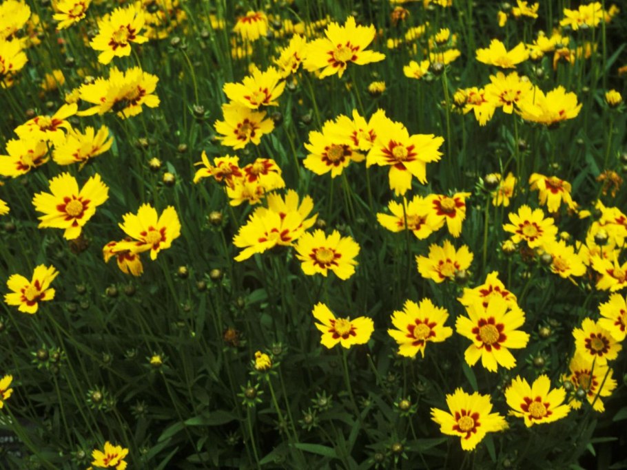 Кореопсис мутовчатый грандифлора