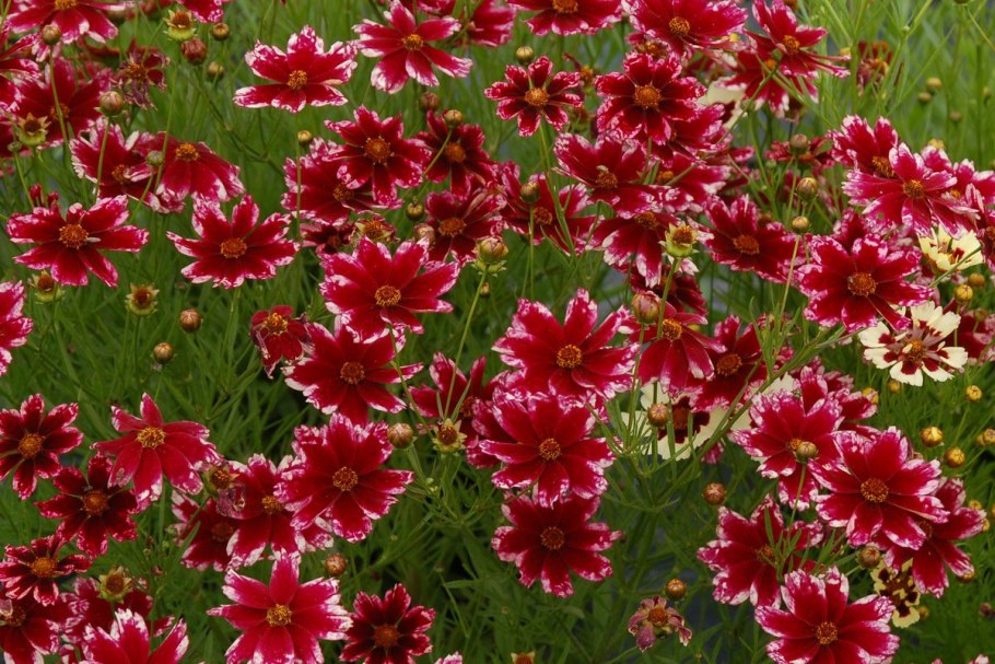 Кореопсис ruby frost