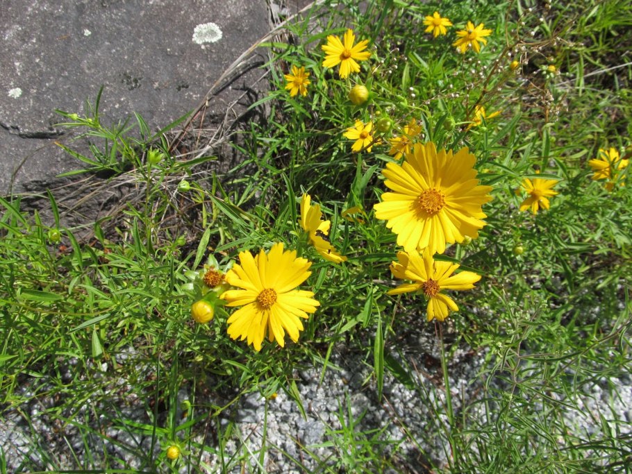 Кореопсис кавалер