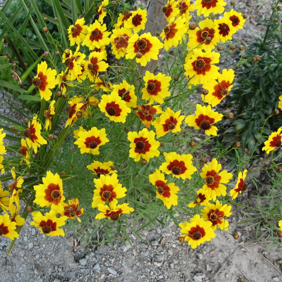 Кореопсис кавалер