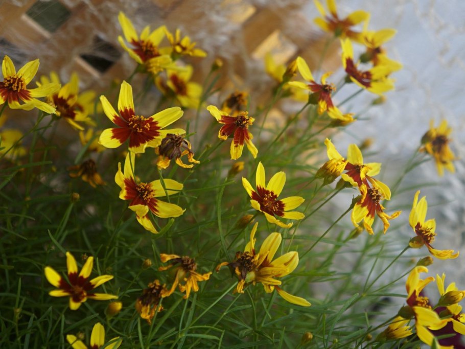 Кореопсис бенгал тайгер