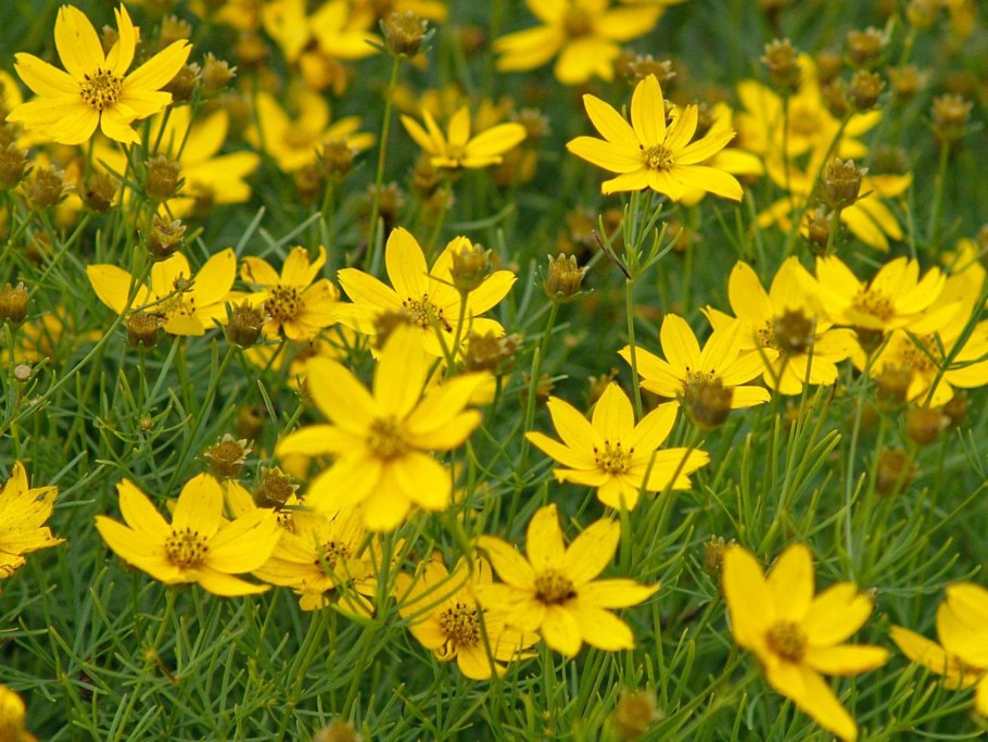 Кореопсис Сильмарилл