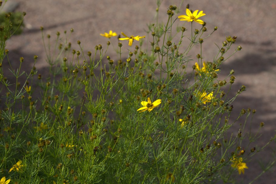 Кореопсис verticillata