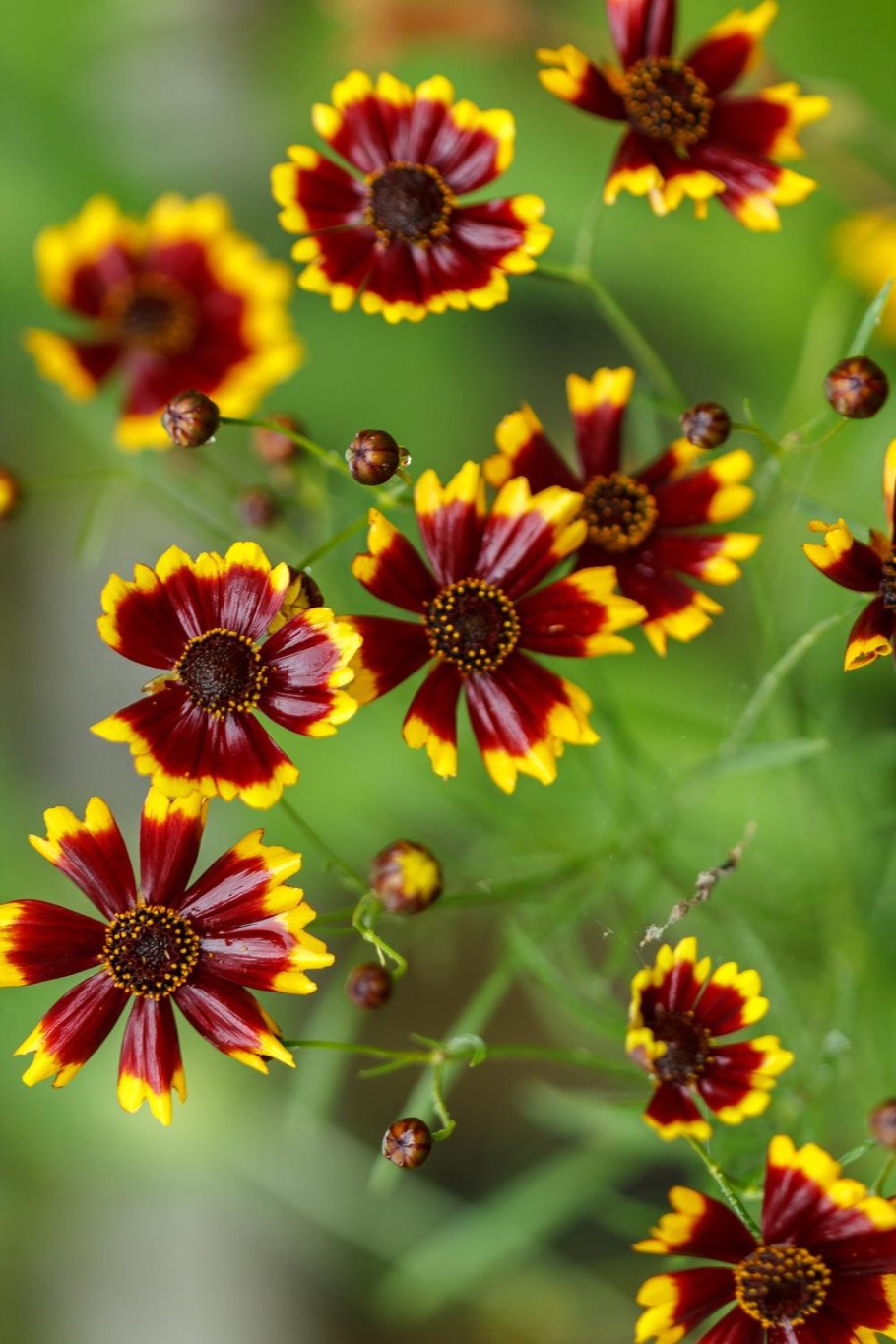 Кореопсис красильный