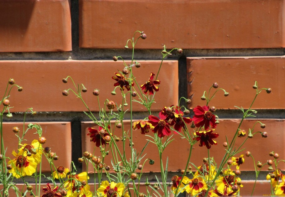 Кореопсис однолетний