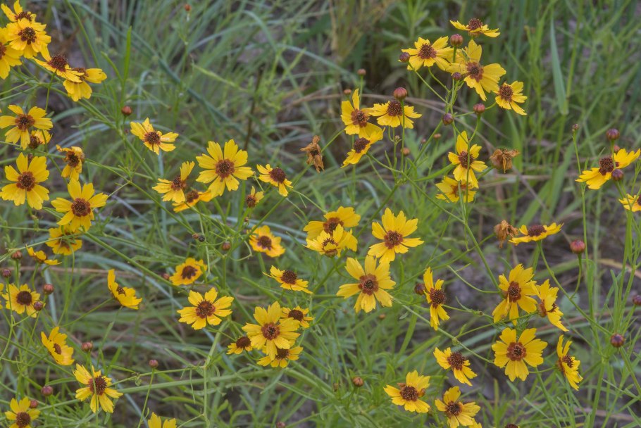 Кореопсис красильный шарман
