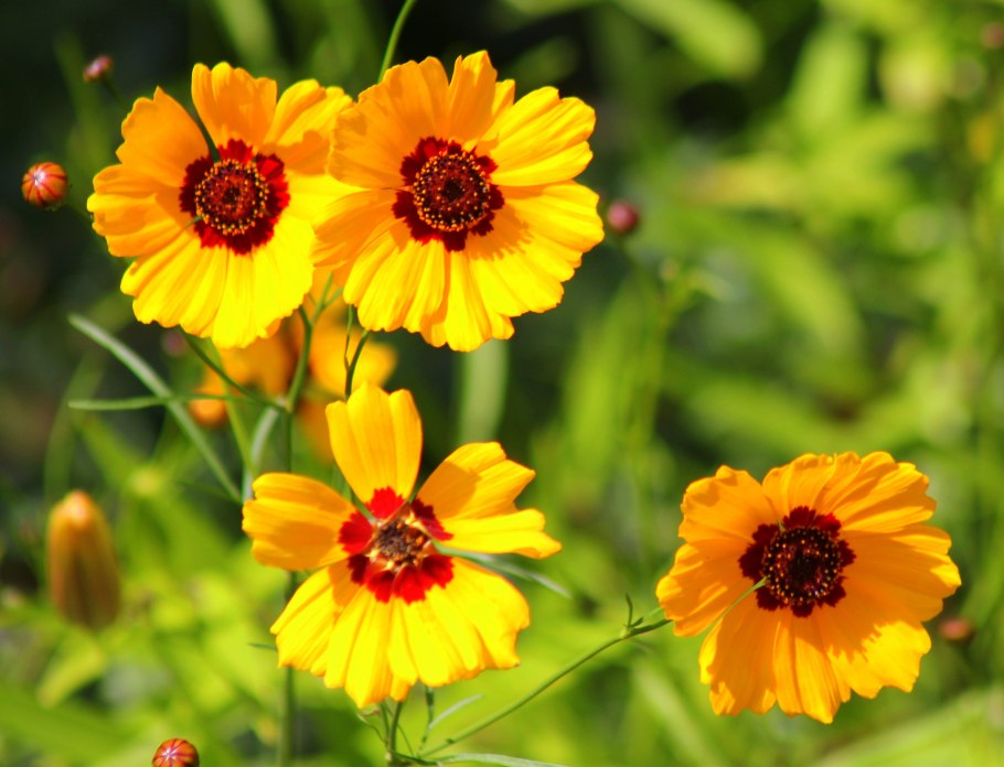 Кореопсис санбурст